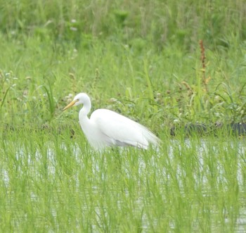 チュウサギ 浮島ヶ原自然公園 2021年6月6日(日)