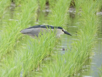 ゴイサギ 浮島ヶ原自然公園 2021年6月6日(日)