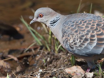 Oriental Turtle Dove Unknown Spots Sat, 3/4/2017