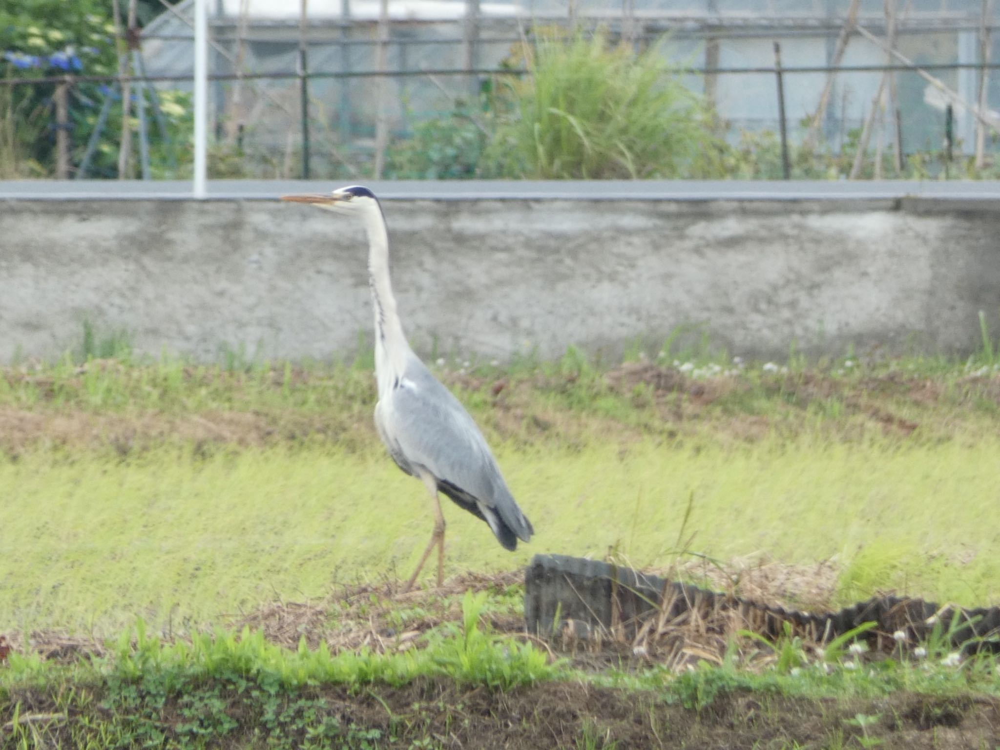 アオサギ