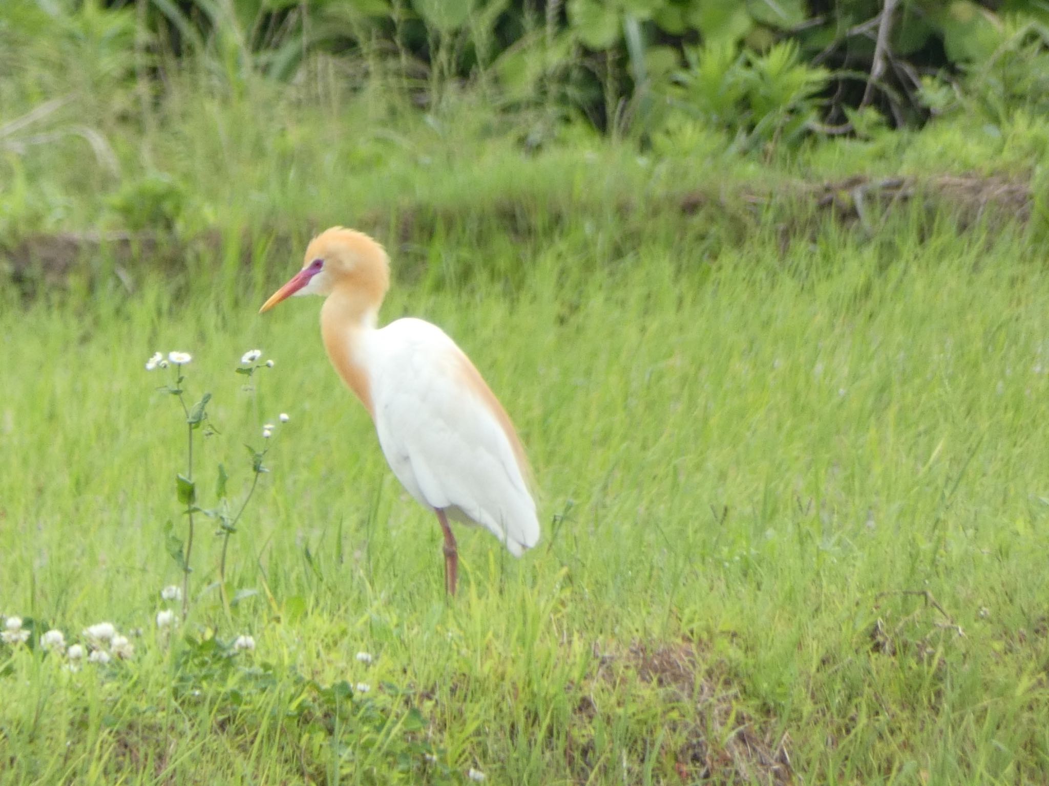 アマサギ