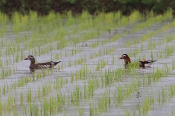 オシドリ 浮島ヶ原自然公園 2021年6月6日(日)