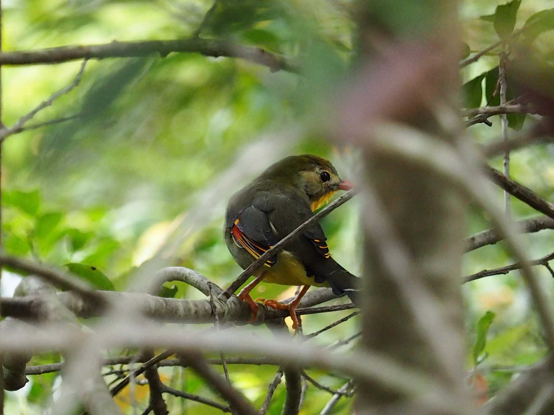  ソウシチョウの写真