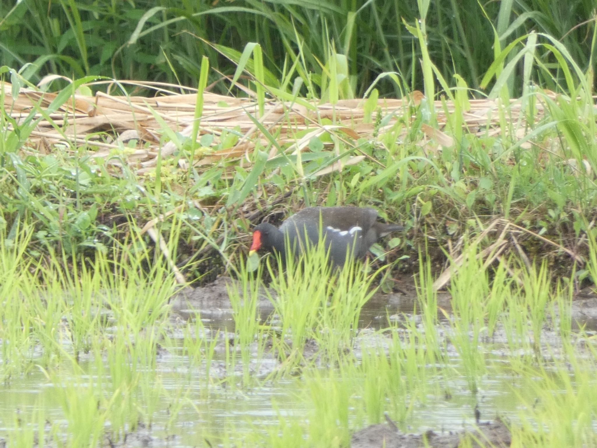 浮島ヶ原自然公園 バンの写真