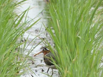 2021年6月6日(日) 浮島ヶ原自然公園の野鳥観察記録