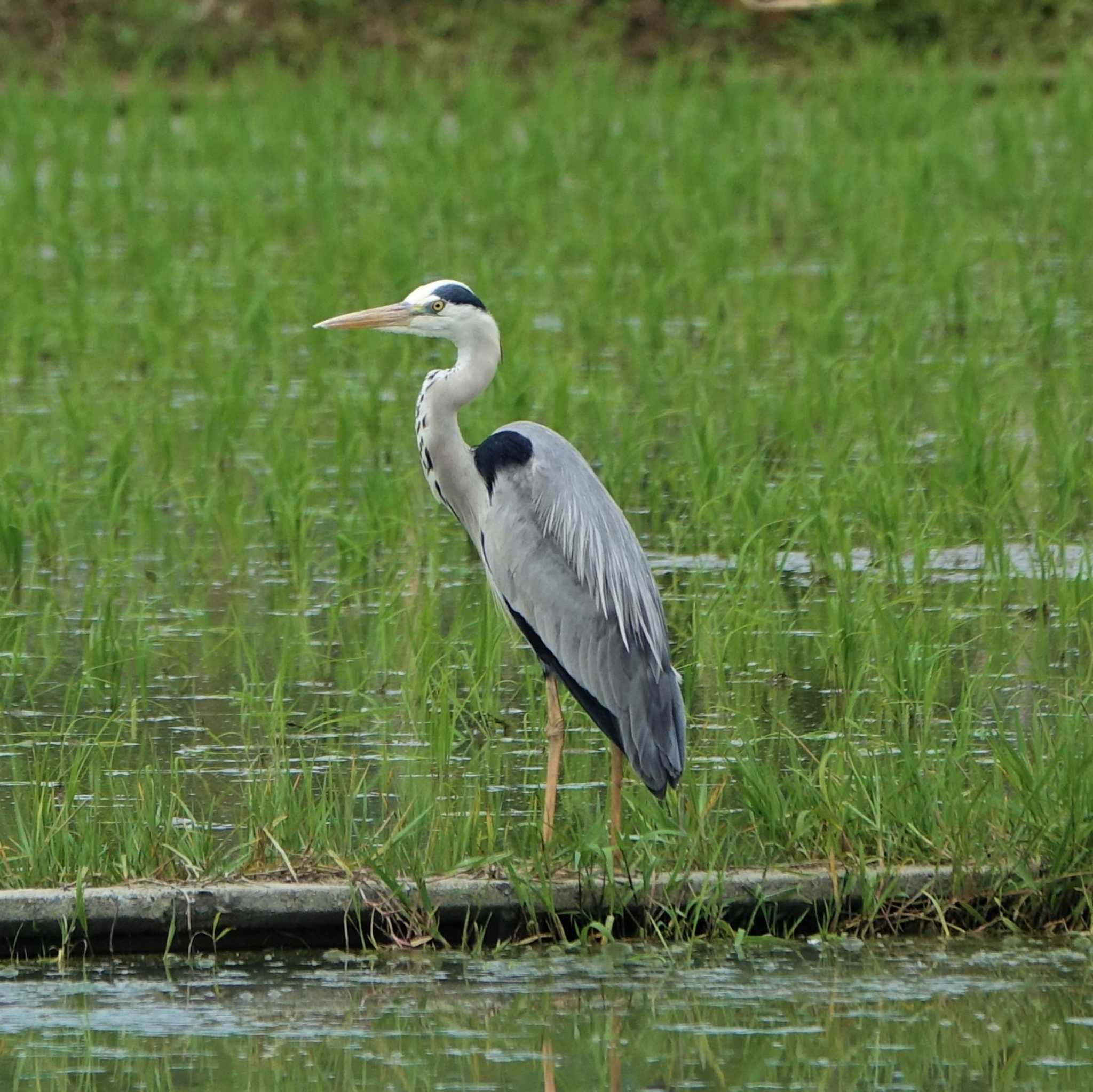 湖北野鳥センター アオサギの写真