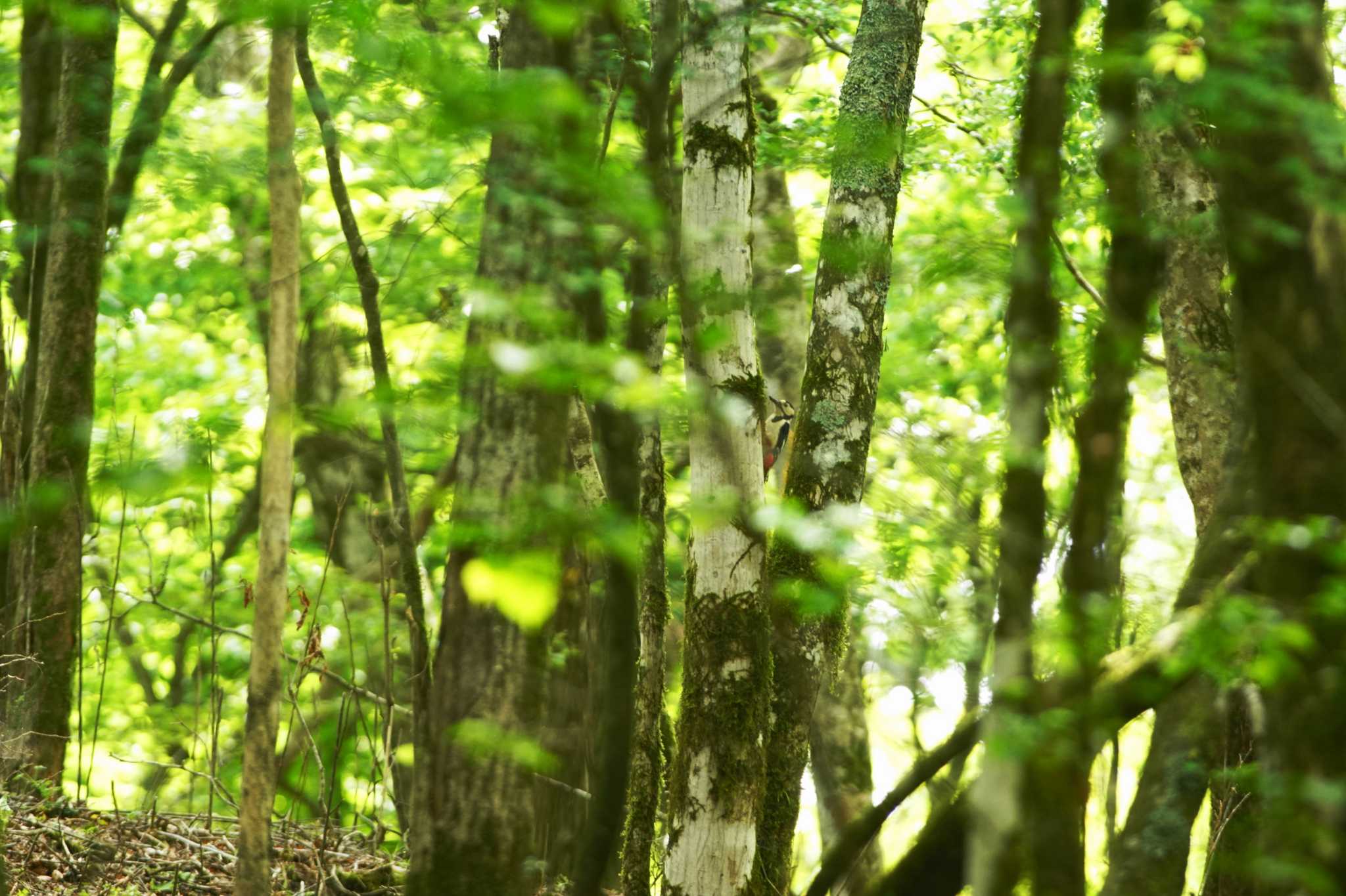 静岡県 アカゲラの写真 by bea