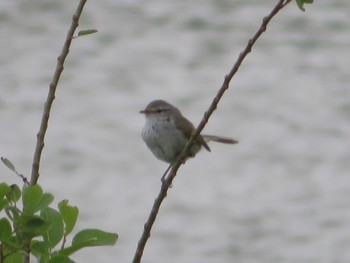 Japanese Bush Warbler 境川遊水地公園 Sat, 6/5/2021