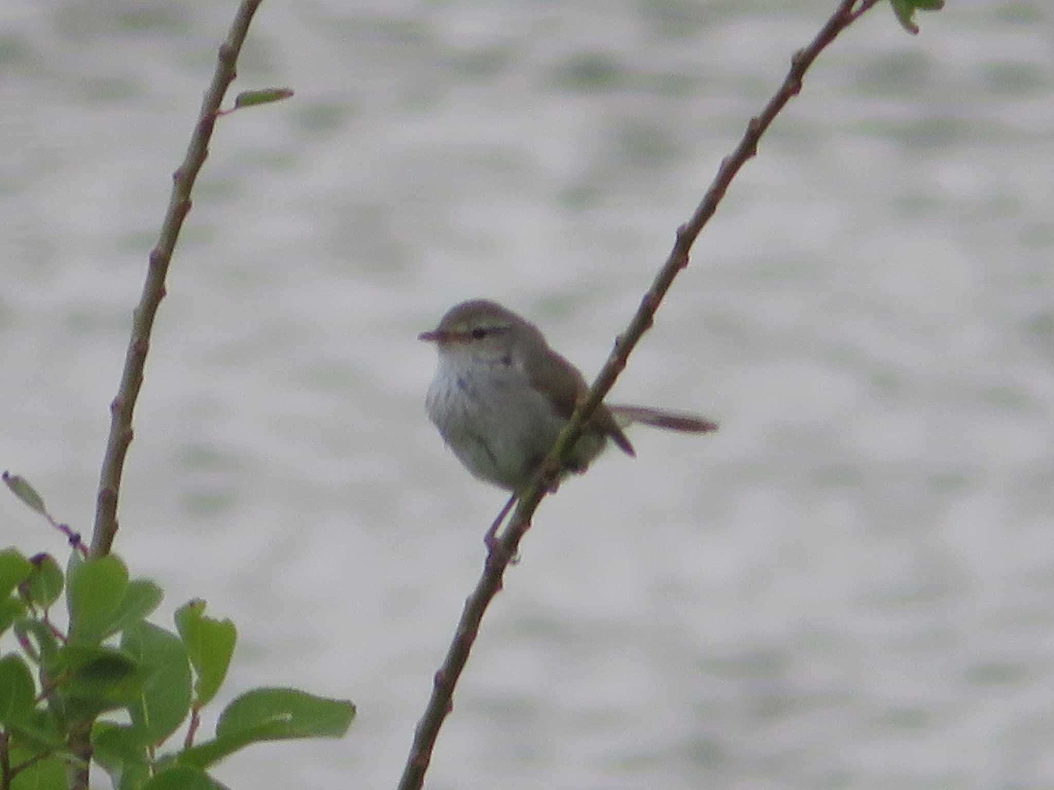 Japanese Bush Warbler