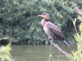 Great Cormorant 境川遊水地公園 Sat, 6/5/2021