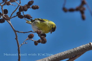 Eurasian Siskin 山梨県甲州市 Sat, 3/4/2017