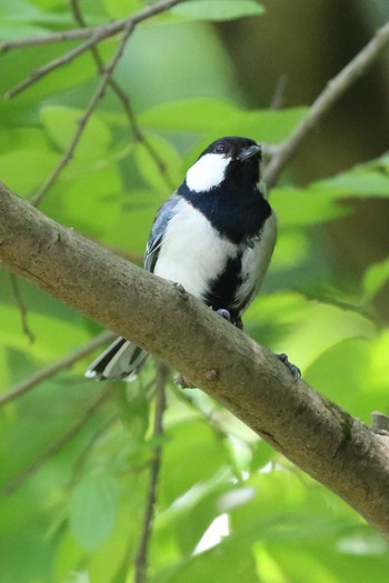 Japanese Tit Akashi Park Sun, 5/9/2021