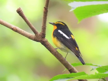 キビタキ 栃木県民の森 2021年6月6日(日)