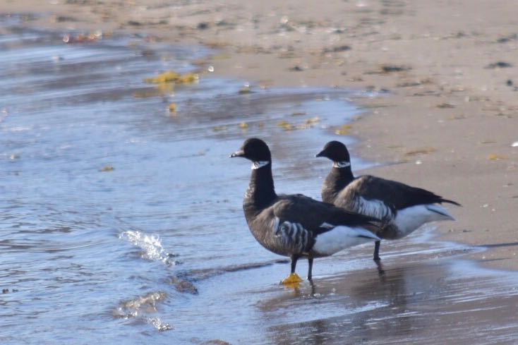 Photo of Brant Goose at 虻田 by リトコ