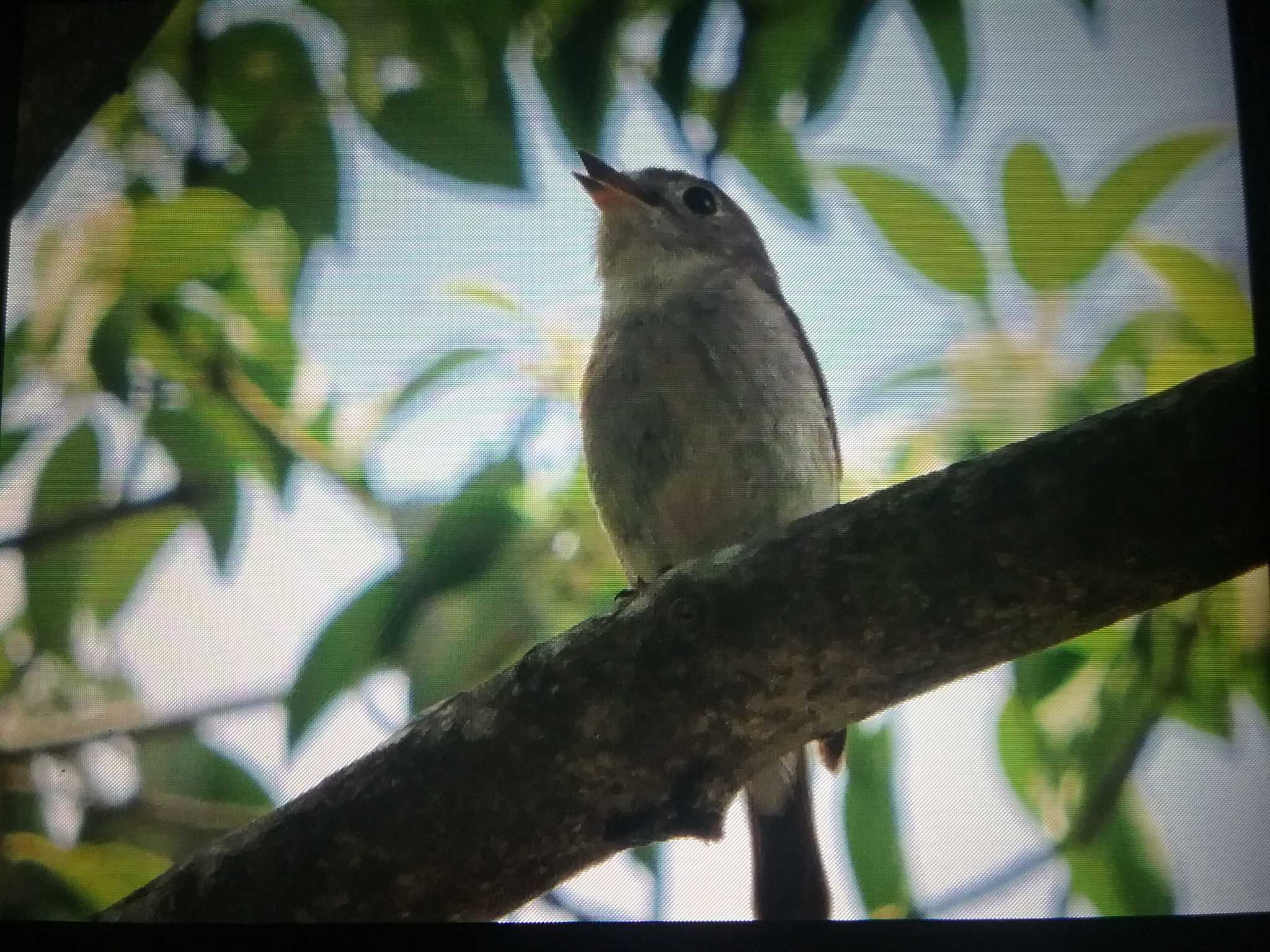 Asian Brown Flycatcher