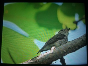 2021年6月6日(日) 春日山原始林の野鳥観察記録