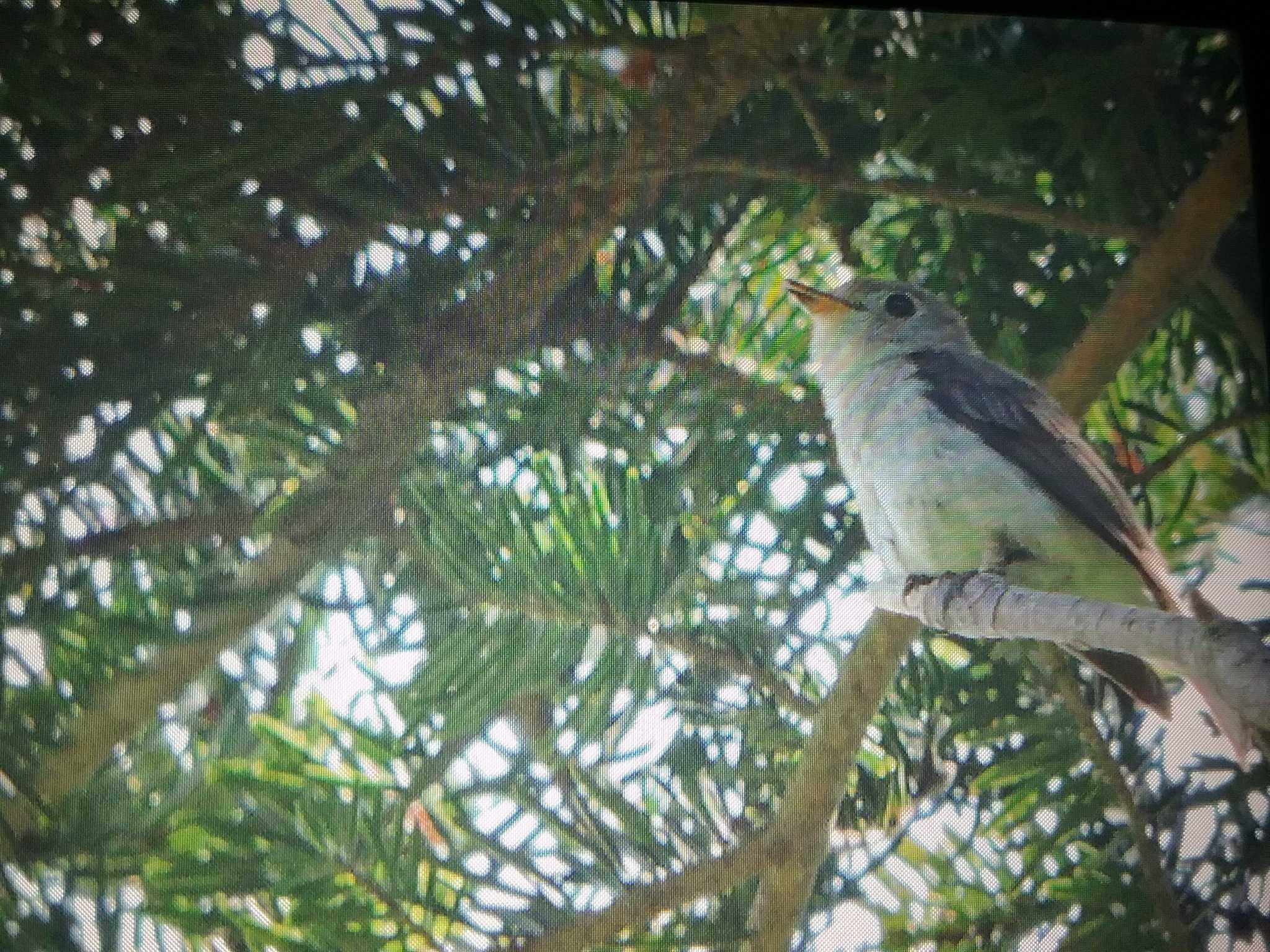 Photo of Asian Brown Flycatcher at 春日山原始林 by おもち