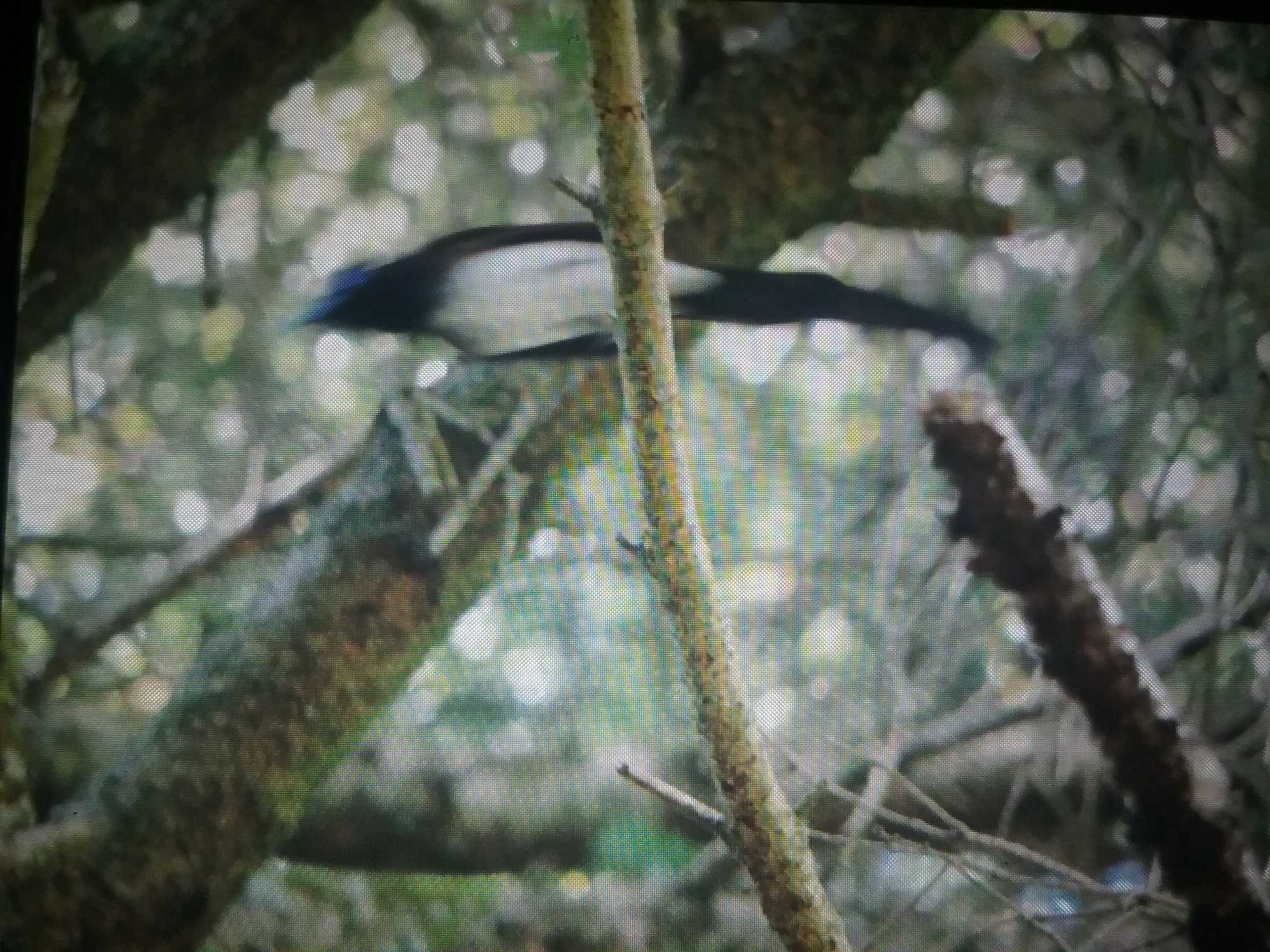 Black Paradise Flycatcher