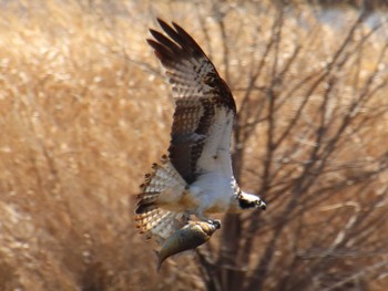 Osprey 境川遊水地公園 Sat, 2/20/2021