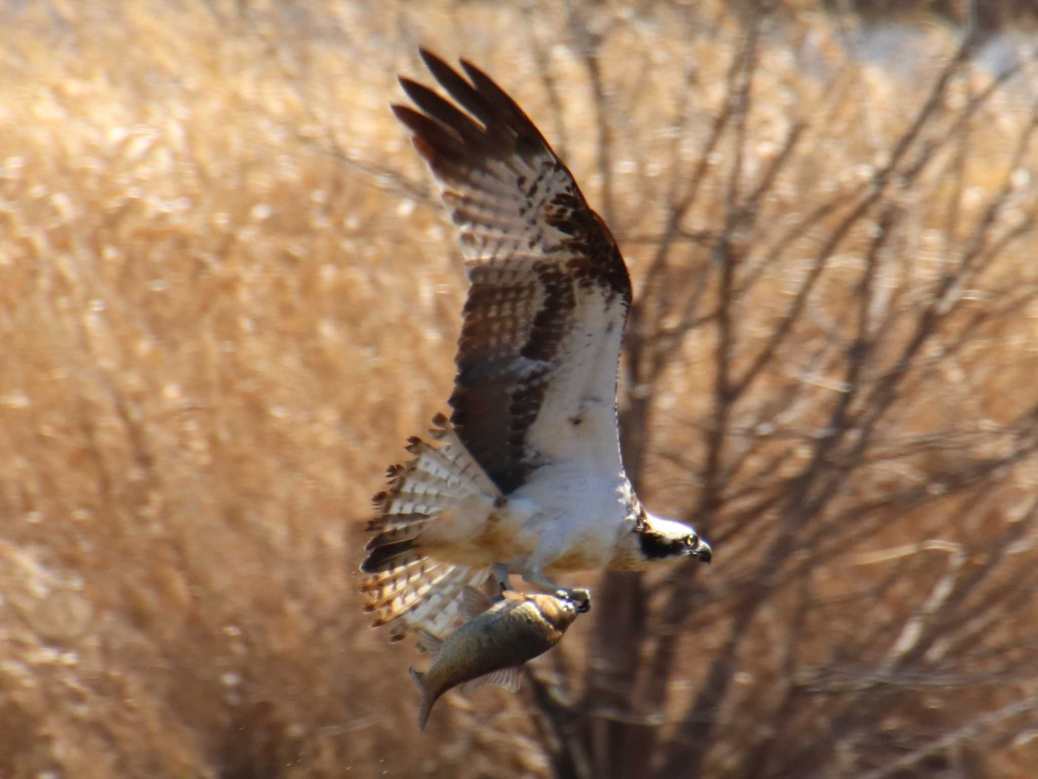 Photo of Osprey at 境川遊水地公園 by アカウント7291