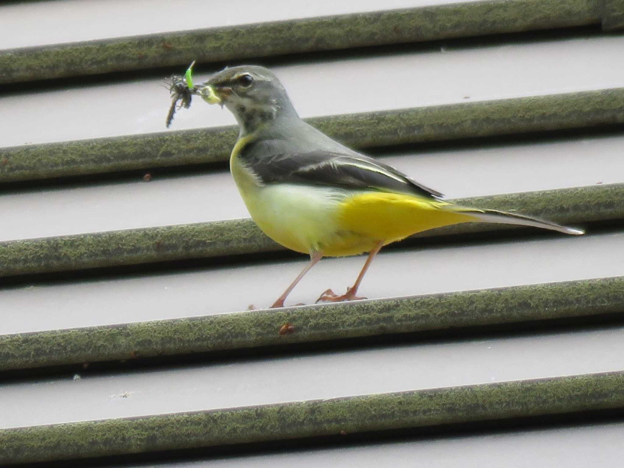 餌くわえながら、鳴いてました