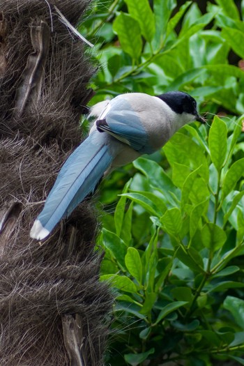 Azure-winged Magpie 都内市街地 Sat, 6/5/2021