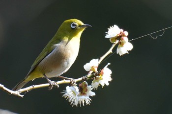 メジロ 芹が谷公園 2017年3月5日(日)