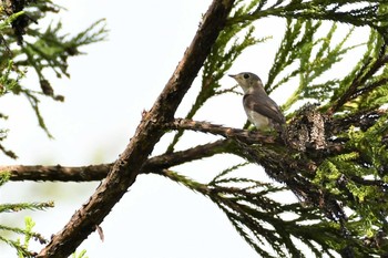 Asian Brown Flycatcher 松之山 Sat, 6/5/2021