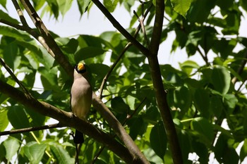 Japanese Grosbeak 松之山 Sat, 6/5/2021