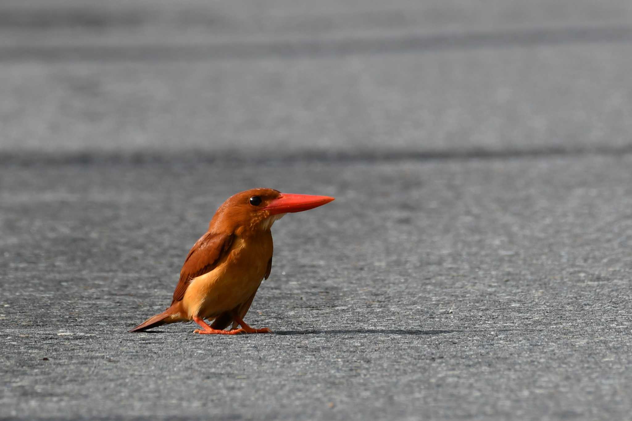 道路封鎖中