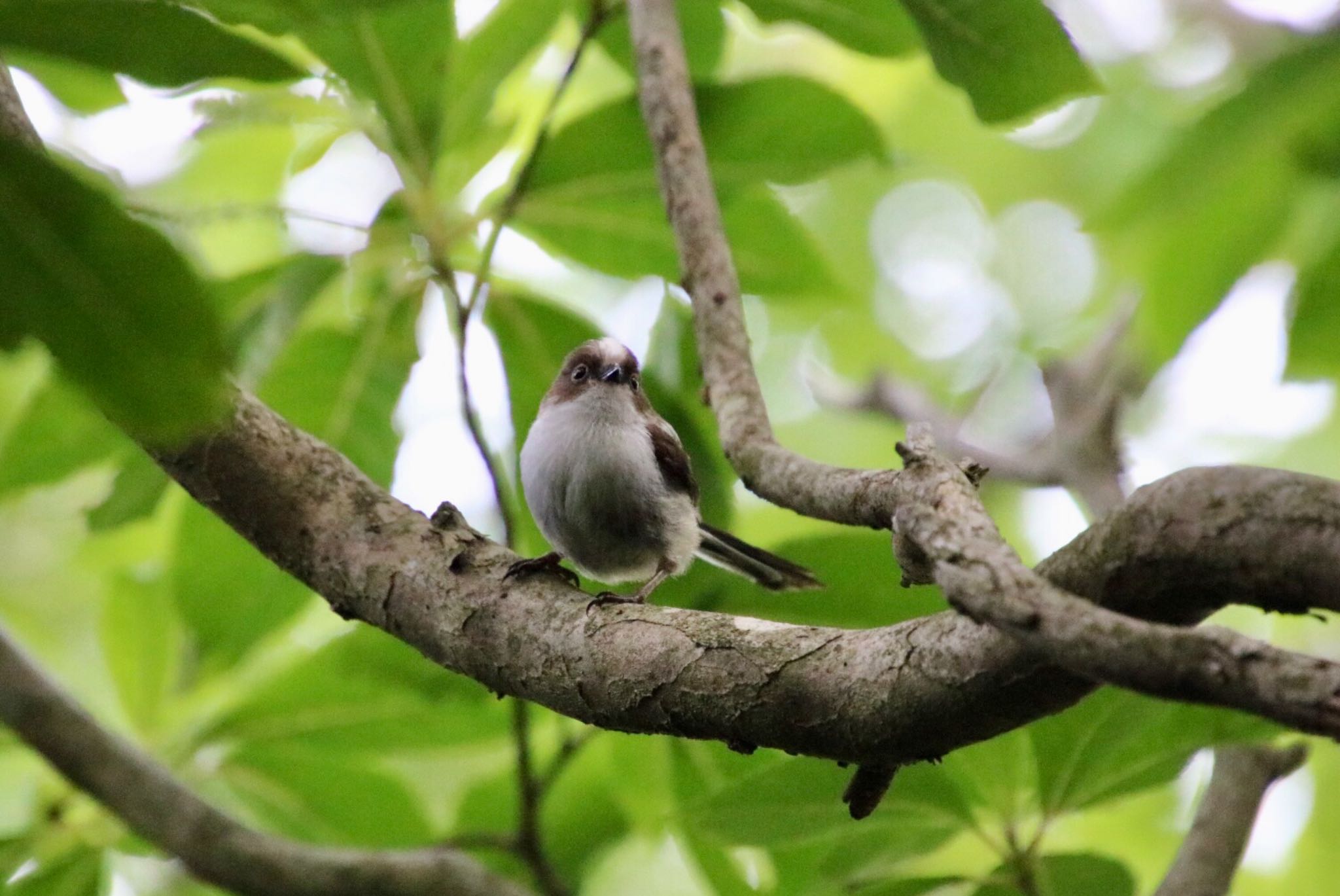 Photo of Long-tailed Tit at 霊山 by Mariko N