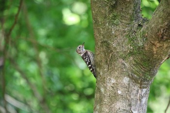 Japanese Pygmy Woodpecker 田代湖 Sun, 6/6/2021