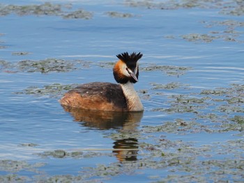 Great Crested Grebe 大沼(宮城県仙台市) Sat, 6/5/2021