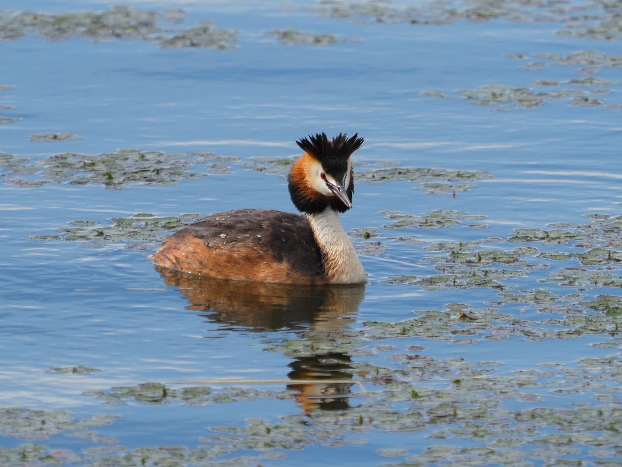 Photo of Great Crested Grebe at 大沼(宮城県仙台市) by Yoshiro