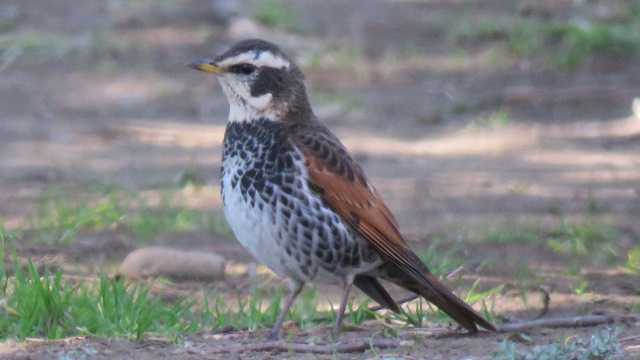 Photo of Dusky Thrush at 埼玉県さいたま市 by motherearth