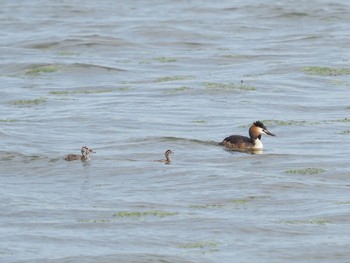 Great Crested Grebe 大沼(宮城県仙台市) Sat, 6/5/2021