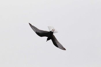 White-winged Tern Isanuma Sat, 5/29/2021