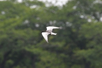 White-winged Tern Isanuma Sat, 5/29/2021