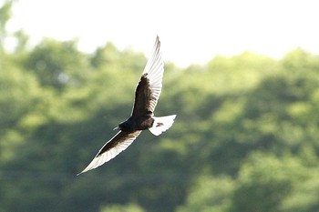 White-winged Tern Isanuma Sat, 5/29/2021