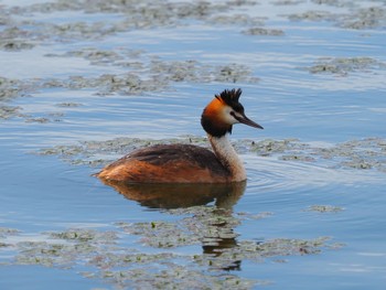 Great Crested Grebe 大沼(宮城県仙台市) Sat, 6/5/2021