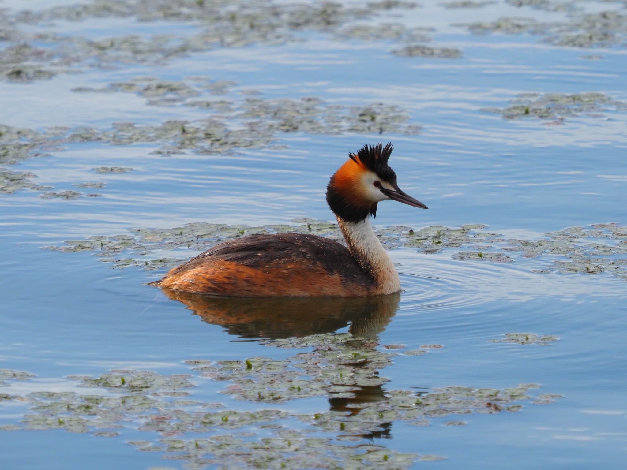 Photo of Great Crested Grebe at 大沼(宮城県仙台市) by Yoshiro