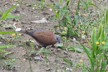 ベニバト 川崎 2021年6月6日(日)