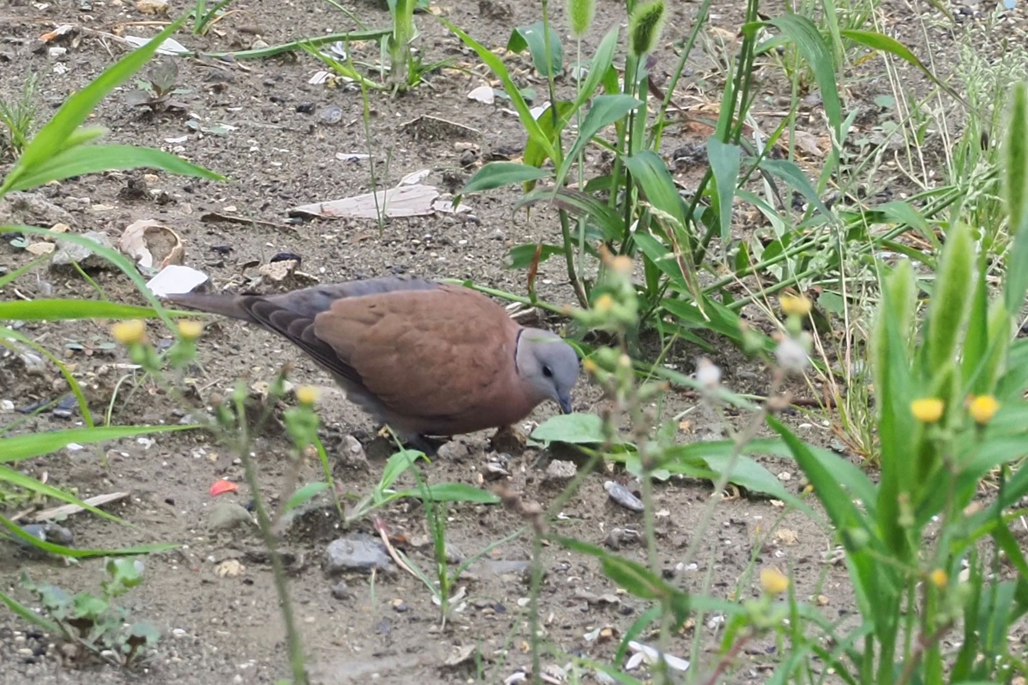 Photo of Red Collared Dove at 川崎 by 小山貞実