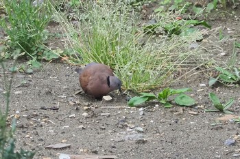 Red Collared Dove 川崎 Sun, 6/6/2021