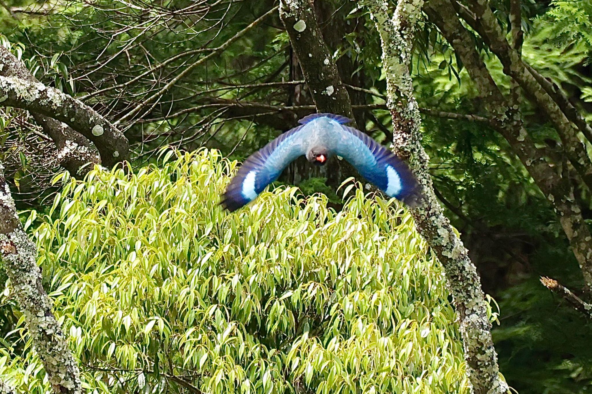 静岡県 ブッポウソウの写真