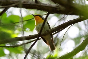 キビタキ 海上の森 2021年5月4日(火)