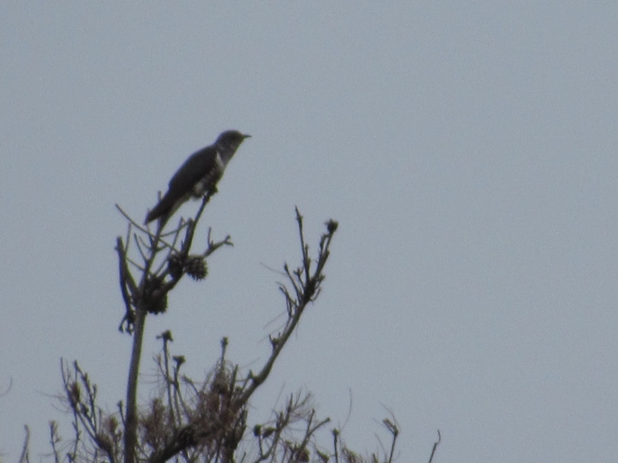 よくぞ鳴いてくれました！