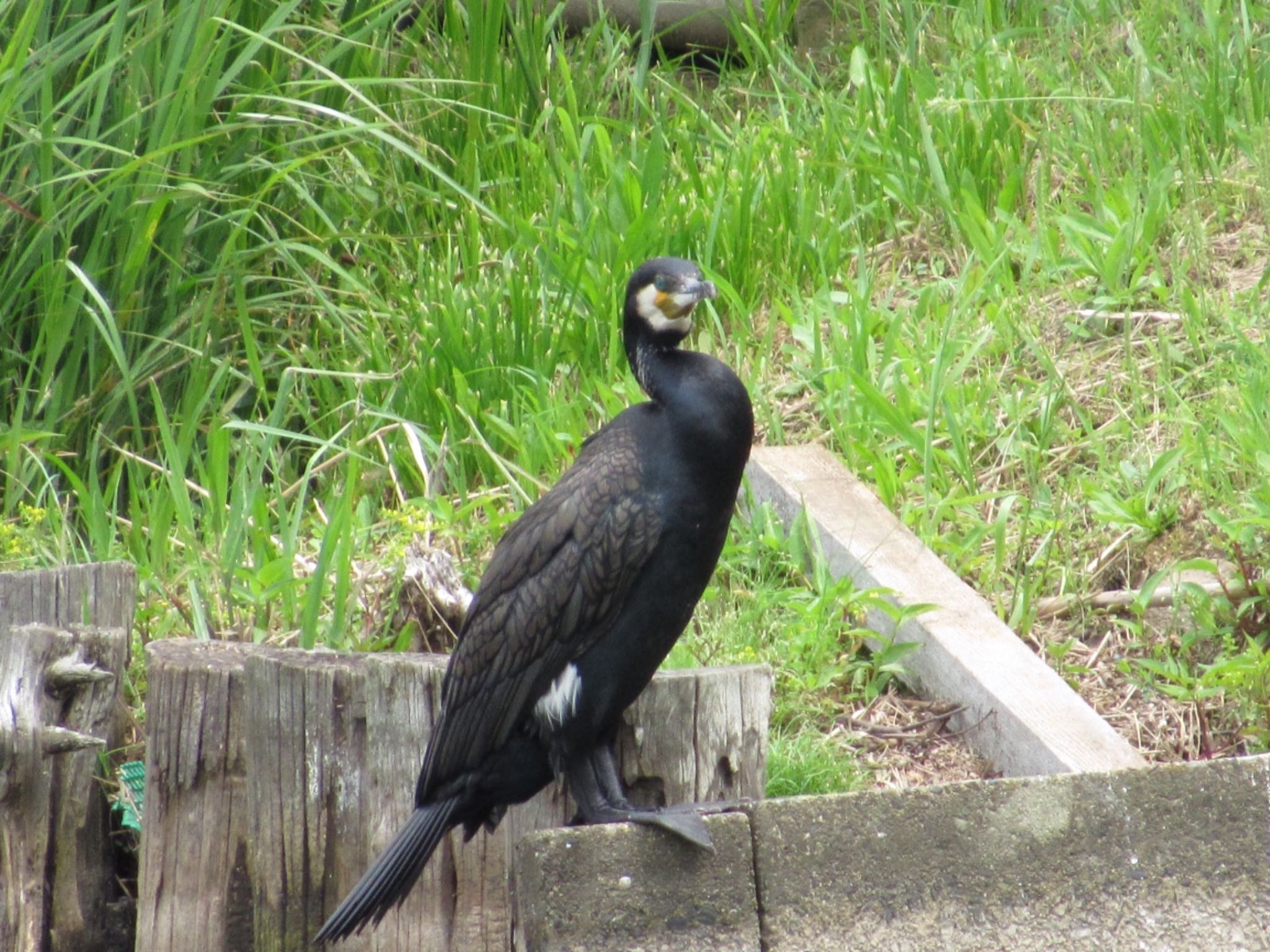 カワウの表情は怖い