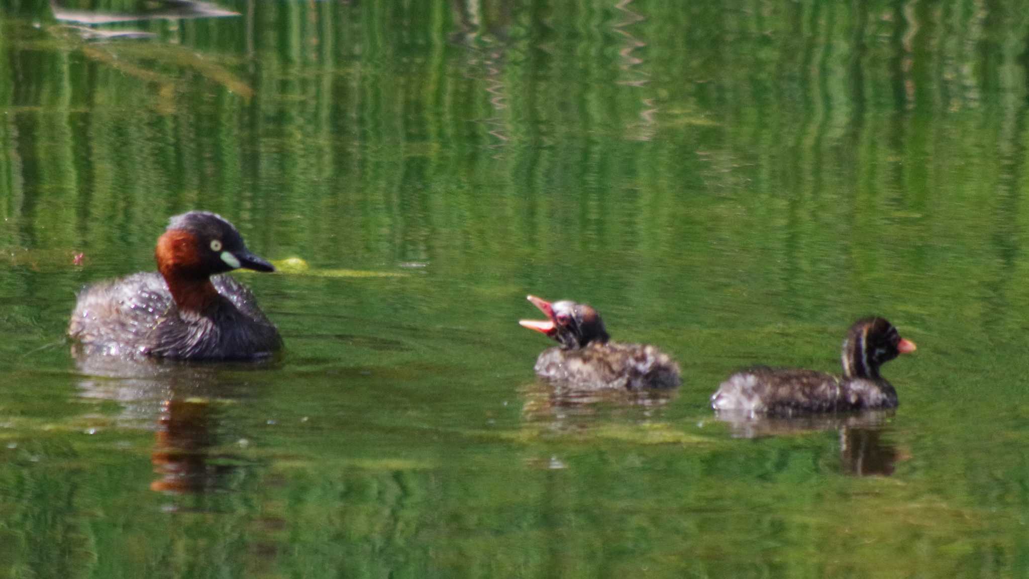 カイツブリ