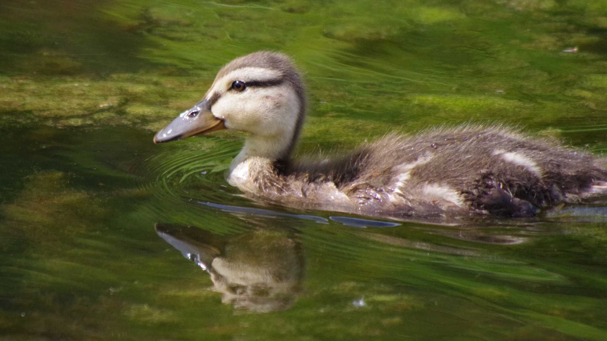 マガモ